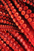 Red Octopus Poster Print - Artographie