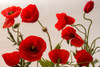 Red Poppies I Poster Print - Artographie