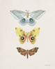 Beauty of the Forest II Poster Print - Danhui Nai
