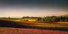 Rolling Clover Poster Print - Don Schwartz