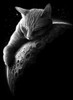 mooncat Poster Print - Adam Lawless