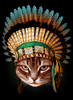 chief cat Poster Print - Adam Lawless