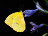Butterfly 11 Poster Print - Rachel Lee