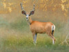 High Summer Velvet Buck Deer Poster Print - Christopher Vest