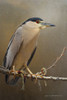 Night Heron in spring Poster Print - Christopher Vest