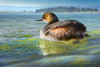 Earred Grebe on Lake Poster Print - Christopher Vest