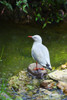 Red Billed Gul Poster Print - Christopher Vest