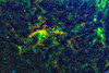 The Southern Constellation of Circinus Poster Print - NASA