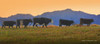 Five Cows in a Row Poster Print - Christopher Vest