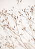Wild Grass Poster Print - Kathrin Pienaar