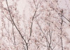 Spring blossoms Poster Print - Kathrin Pienaar