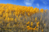 Ranks of Aspen on Blue Poster Print - Christopher Vest