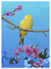 Goldfinch Poster Print - Franco Caballero