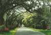 Southern Sojourns Poster Print - Jill Tishman