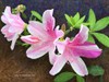 Pink Azaleas Poster Print - Christopher Vest