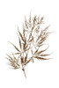 Japanese Maple Poster Print - Judy Stalus