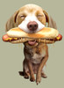 hotdog Poster Print - Adam Lawless