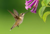 Bird 7 Poster Print - Rachel Lee