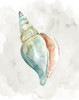 Pastel Shell II Poster Print - Carol Robinson