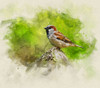 Bird 5 Watercolor Poster Print - Rachel Lee