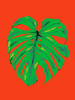 Monstera Leaf Red Poster Print - Francesco Gulina