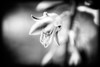 Flower Purple BW Holga Poster Print - Rachel Lee