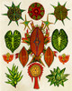 Botanical Invention Poster Print - Giovanna Nicolo