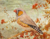 Zebra Finch Among Almond Trees Poster Print - Angeles M. Pomata