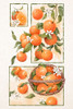 Orange Blossom Lock Poster Print - Xuan Thai