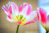 Flower Pink Poster Print - Rachel Lee