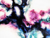 Rose Windows Poster Print - Alyson Storms