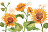 Arianna Sunflowers Horizontal - White Poster Print - Paul Brent