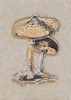 Hand Drawn Parasol Mushroom Brown Poster Print - Pictufy