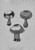 Violet Webcap Mushroom Poster Print - Pictufy