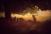 Painted Morning Poster Print - Robert Fabrowski