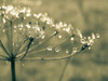 Flower 67 Poster Print - Rachel Lee