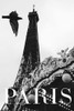 Paris Dove Poster Print - Rikard Martin