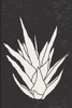 Agave #3 Poster Print - Jay Stanley