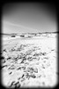 Beach 26 BW Holga Poster Print - Rachel Lee