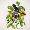 Northern Orioles Poster Print - James Harris