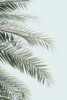 Blue Palms Poster Print - Kathrin Pienaar
