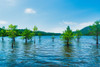 Ocoee Summer 4 Poster Print - Will Malone