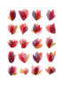 Red Petals Poster Print - Terheijden Louise van