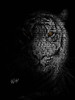 The Tiger Poster Print - Ojenike Oladapo