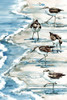 Rockhampton Sandpipers Vertical - Light Poster Print - Paul Brent