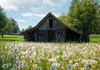 Barn 4 Poster Print - Rachel Lee