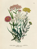 Vintage Flowers II Poster Print - Piddix
