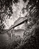 Walnut From South BW Rugged Poster Print - Rachel Lee