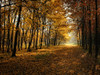Fall Trees 9 Poster Print - Rachel Lee