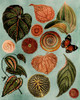 Terracotta Blues Botanical Poster Print - Giovanna Nicolo